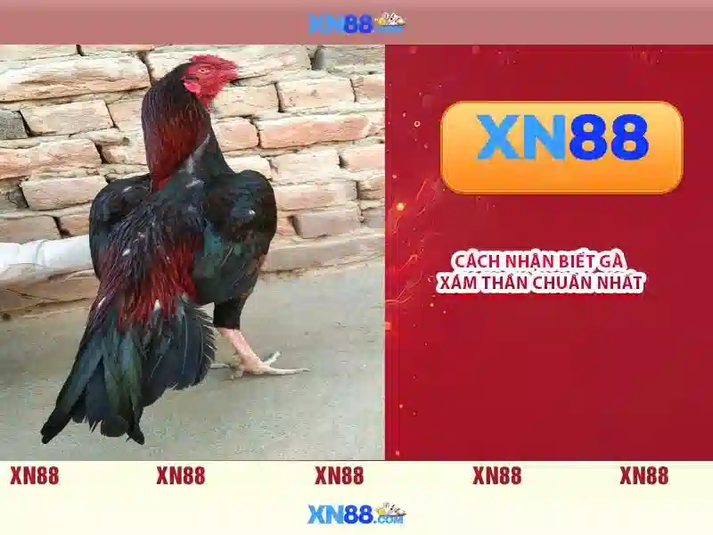 ap xn88 – Tổng quan chủ đề và giá trị cốt lõi