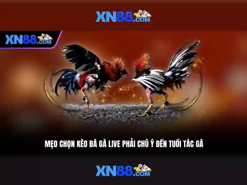 Trải nghiệm người dùng tại xn88
