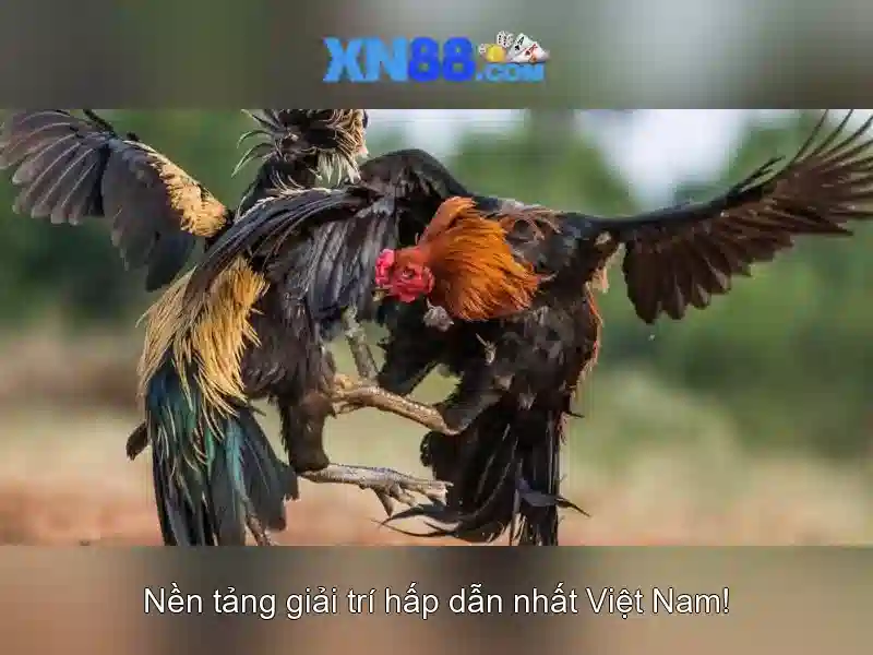 Tổng quan về xn88: nền tảng cược và trò chơi trực tuyến
