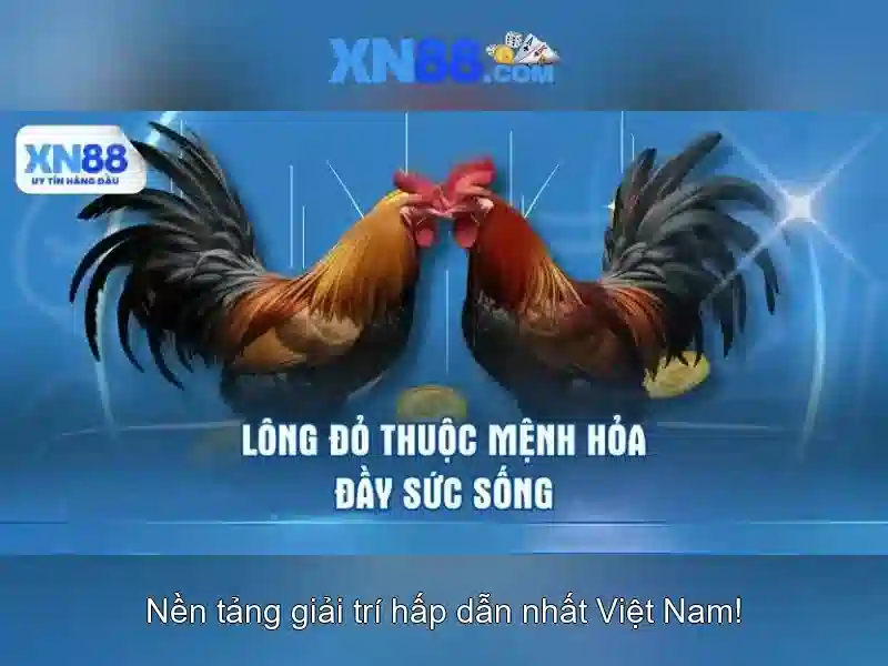 xn88: Đánh giá tổng quan về nền tảng cá cược trực tuyến